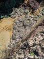 PXL_20250616_201109179.jpg