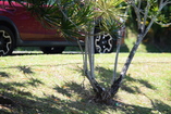 DSC_8883.JPG
