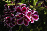 DSC_7435.JPG