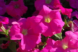 DSC_7436.JPG
