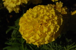 DSC_7437.JPG
